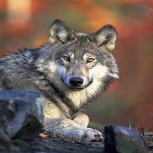 Una sentencia posibilita la <strong>caza </strong>del <strong>lobo </strong>al sur del Duero